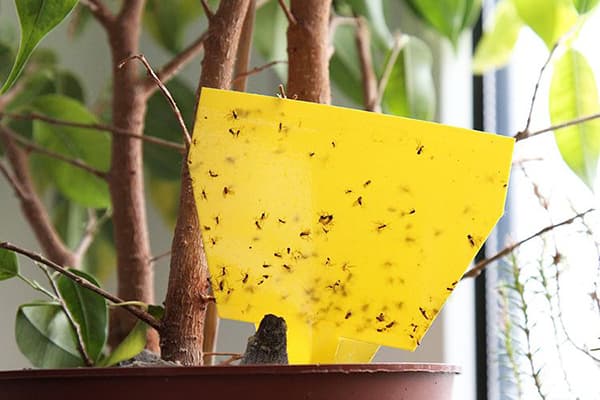 Piège à moucherons