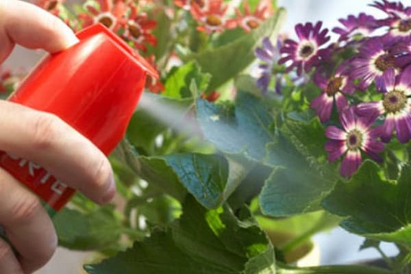 Insecticide pulvérisant des fleurs d'intérieur