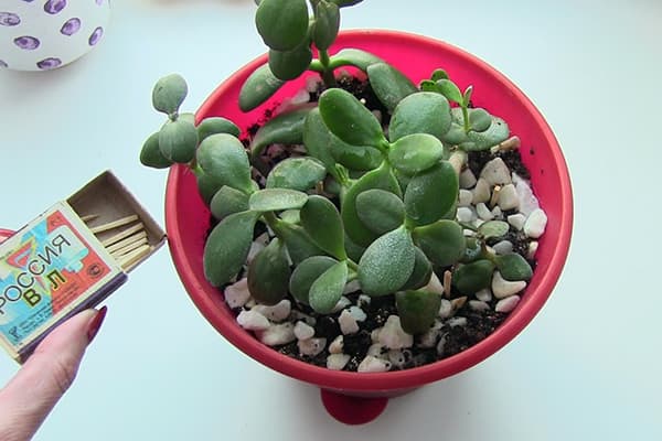 Allumettes de moucherons sur des plantes d'intérieur