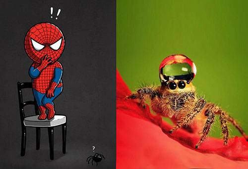 Les araignées sont-elles dangereuses?