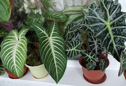 Alocasia de deux types