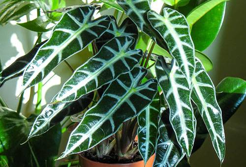 Alocasia à la lumière ambiante