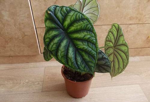 Alocasia dans un petit pot