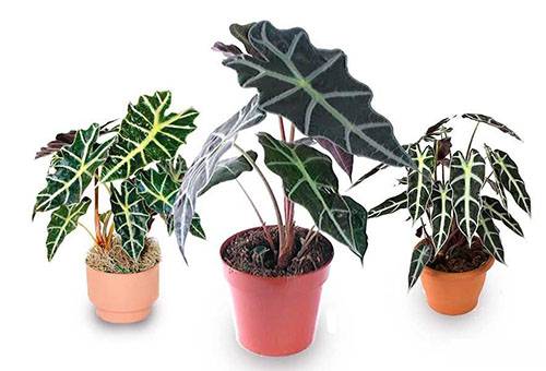 Alocasia dans différents pots
