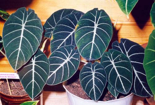 Variétés Alocasia Velvet