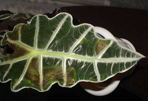 Feuille malade d'Alocasia