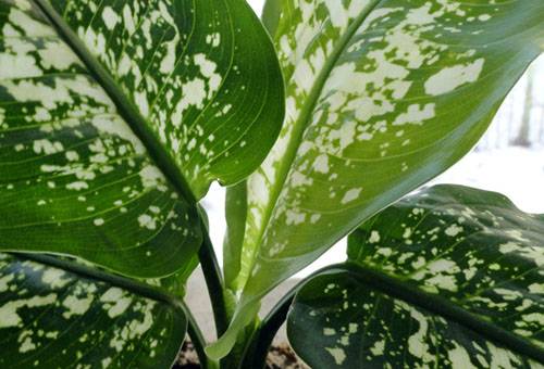 Feuilles de dieffenbachia