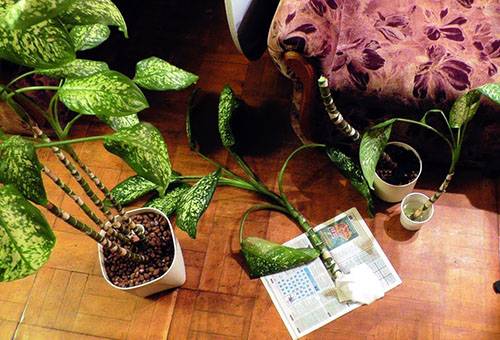 Reproduction de Dieffenbachia