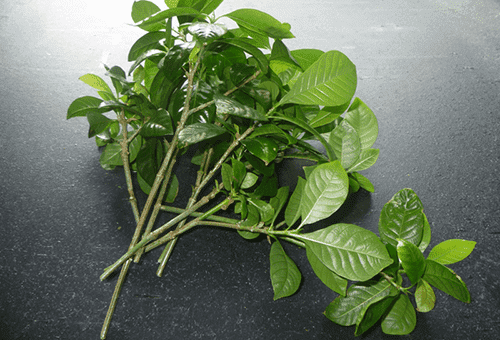 Boutures de gardénia pour la multiplication