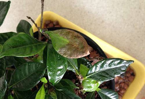 Feuilles de gardénia sèches