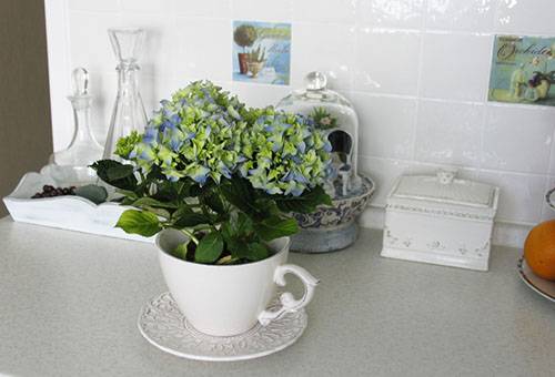 Hortensia dans la cuisine