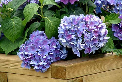 Hortensia d'intérieur