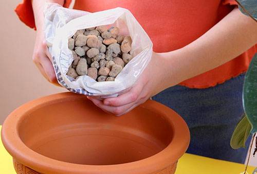 Greffe de fleurs d'intérieur avec drainage