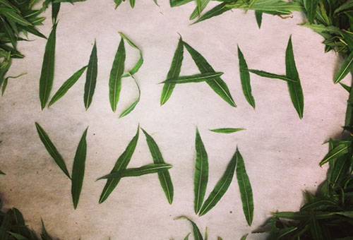 Feuilles de thé de saule