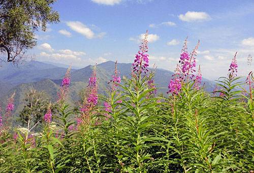 Thé Ivan dans les contreforts