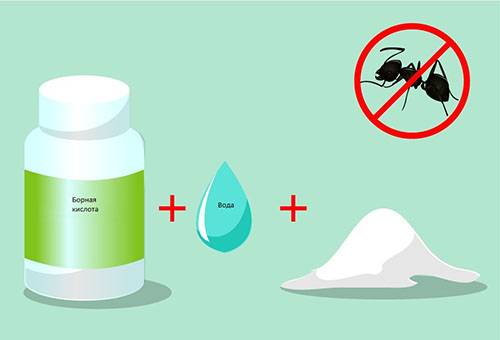 Acide borique de fourmis