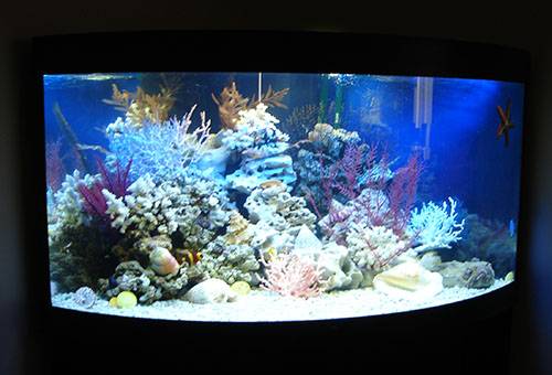 Aquarium d'eau salée