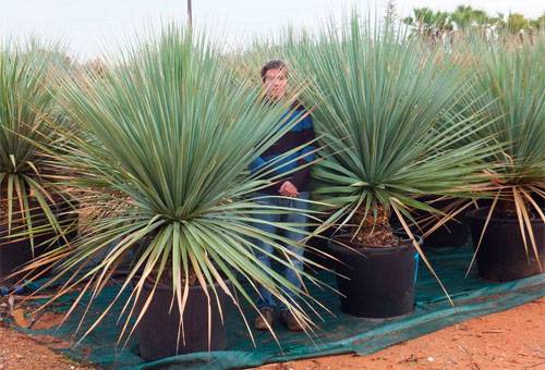 Nolina à l'état sauvage