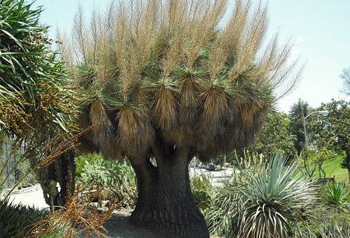 Nolina dans la nature