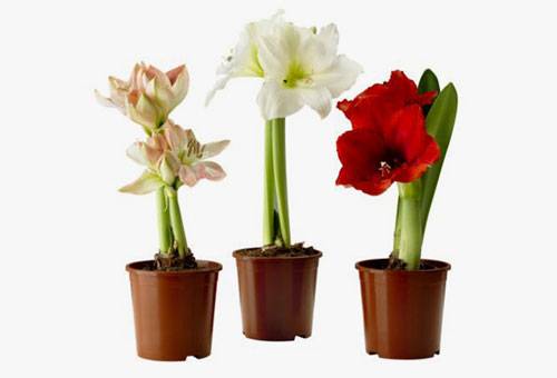 Espèces d'amaryllis