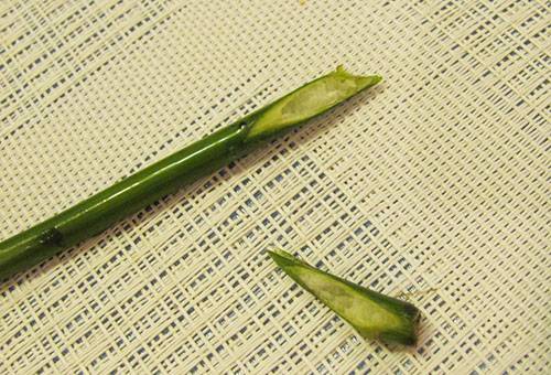 Tige de rose émondée