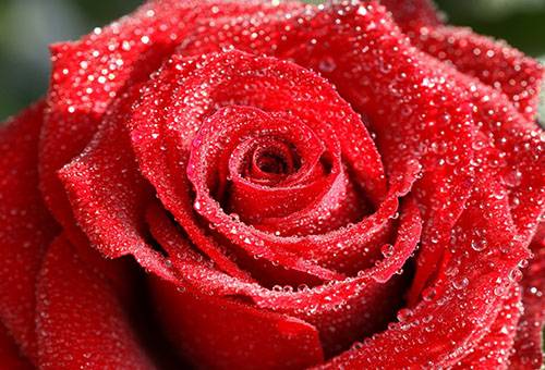 Rose dans des gouttelettes d'eau