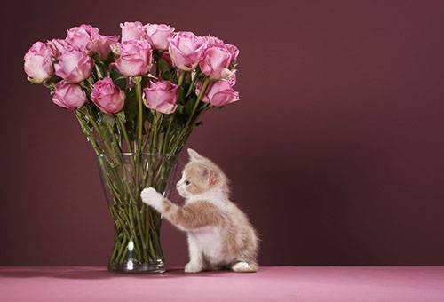 Chaton et un bouquet de roses
