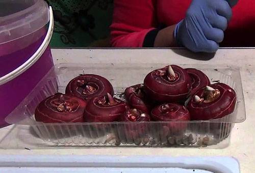 Préparation des bulbes de glaïeul avant séchage