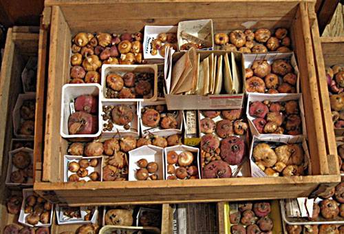 Séchage des bulbes de glaïeuls