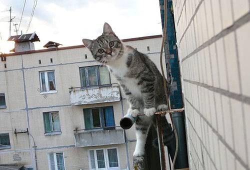 Chat près du balcon