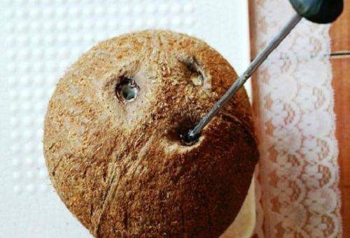 un inverti dans les trous de noix de coco