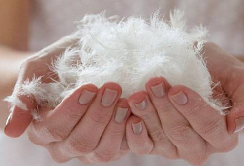 Duvet pur pour des oreillers