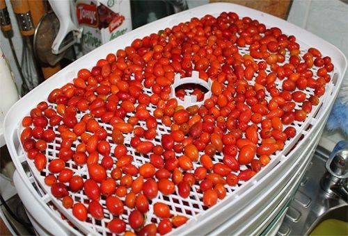 dogrose sur une sécheuse électrique