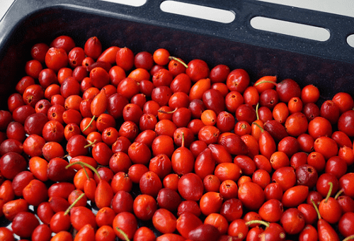 séchage d'églantier