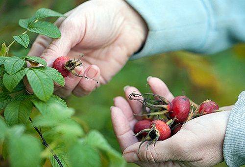 cueillette d'églantier