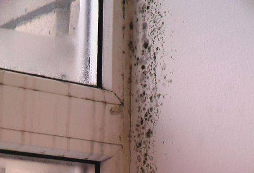 la moisissure sur les fenêtres