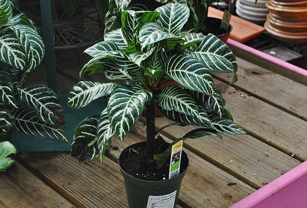 Afelandra dans un pot