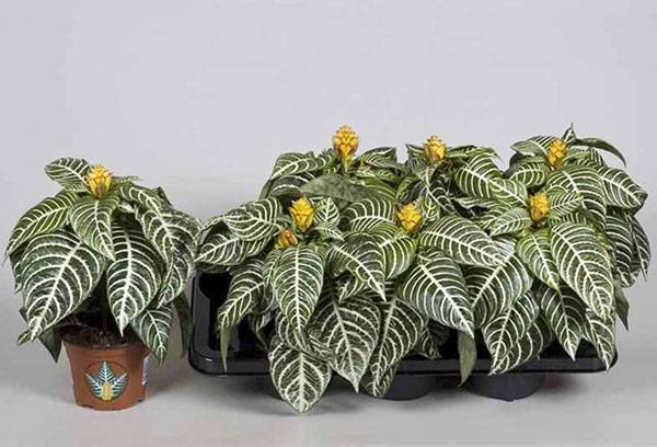 Reproduction de propagande