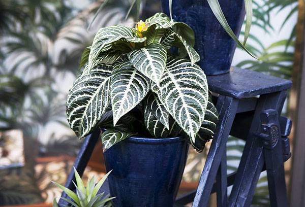 Afelandra dans un pot