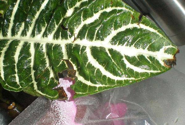 Feuille d'Afelandra endommagée