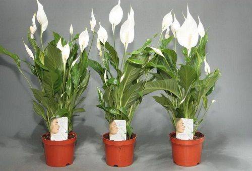 Spathiphyllum en pots