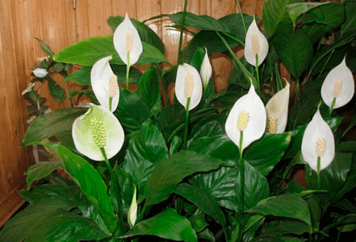 Spathiphyllum en forme de cuillère