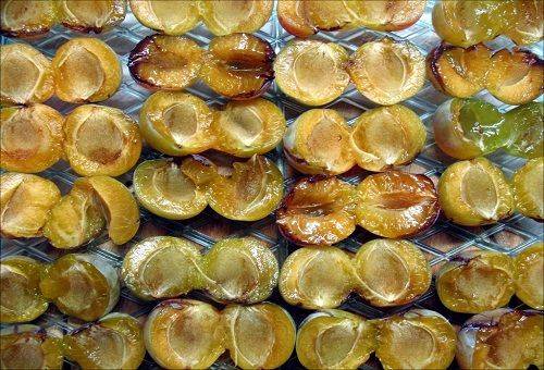 séchage de pruneaux