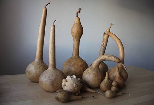 Citrouilles d'ornement séchées