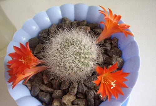 Cactus en fleurs