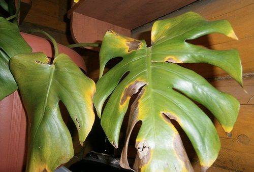 feuilles de monstera jaunes