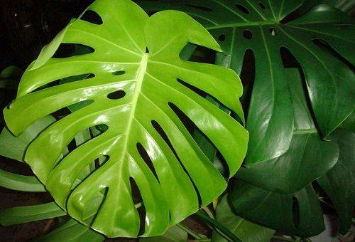 feuille de monstera