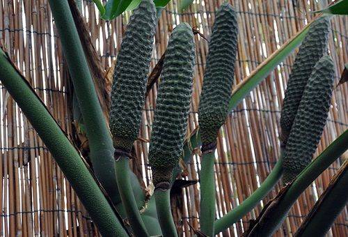 fruits monstera