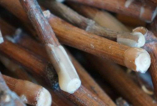 Boutures de raisin à la paraffine