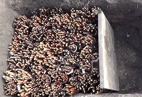 Stockage de Chubouk - boutures de raisin